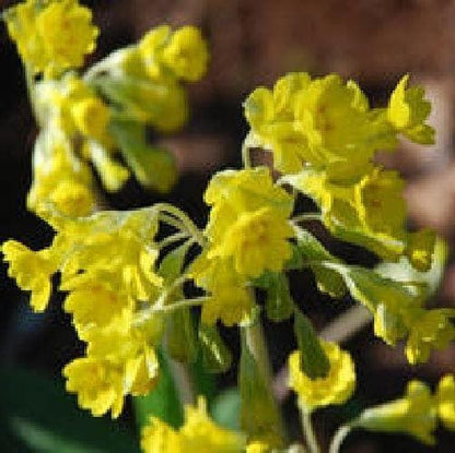 Primula veris - Hose in Hose Cowslip Seeds