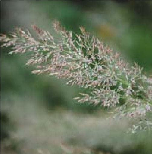 Korean Feather Reed Calamagrostis brachytricha Seeds