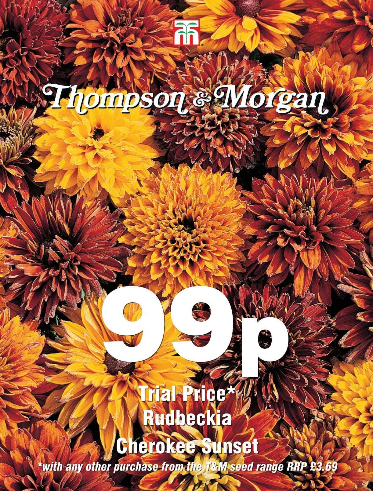 Thompson & Morgan - 99p Flower - Rudbeckia - Cherokee Sunset - 40 Seeds