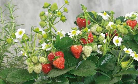 Strawberry Delizz F1 Hybrid Seeds