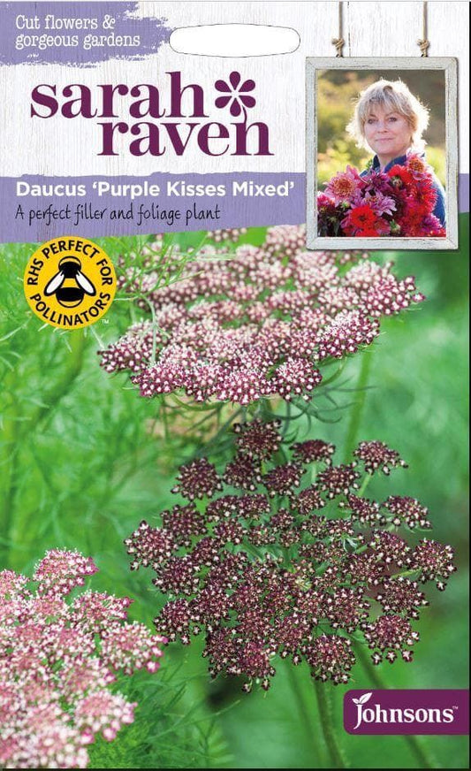 Johnsons Flowers Sarah Raven's Cut Flowers Daucus Purple Kisses Mixed 150 Seeds