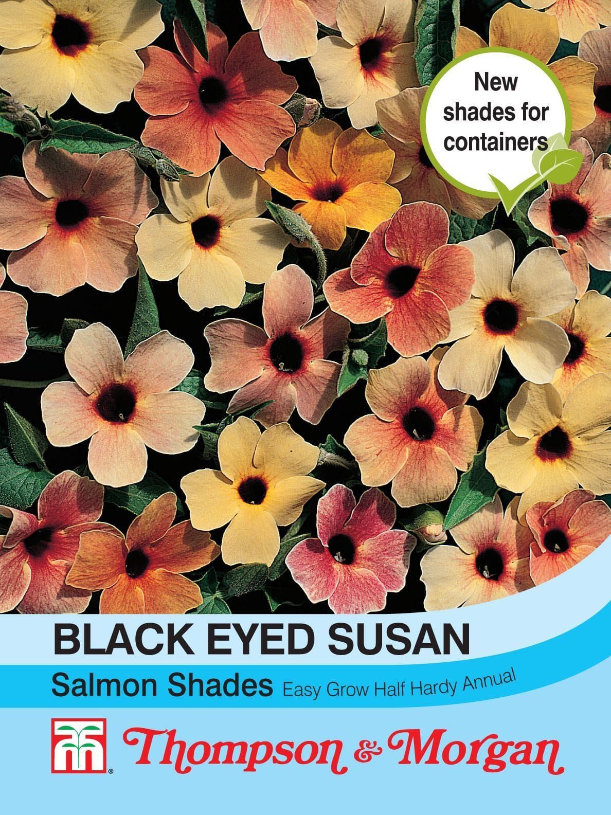 Thompson & Morgan Black Eyed Susan Salmon Shades Seed