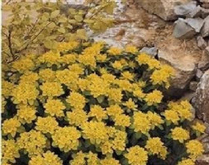Euphorbia polychroma Seeds