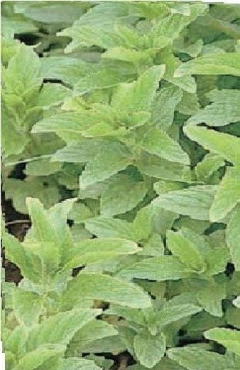 Spearmint Mentha spicata Seeds