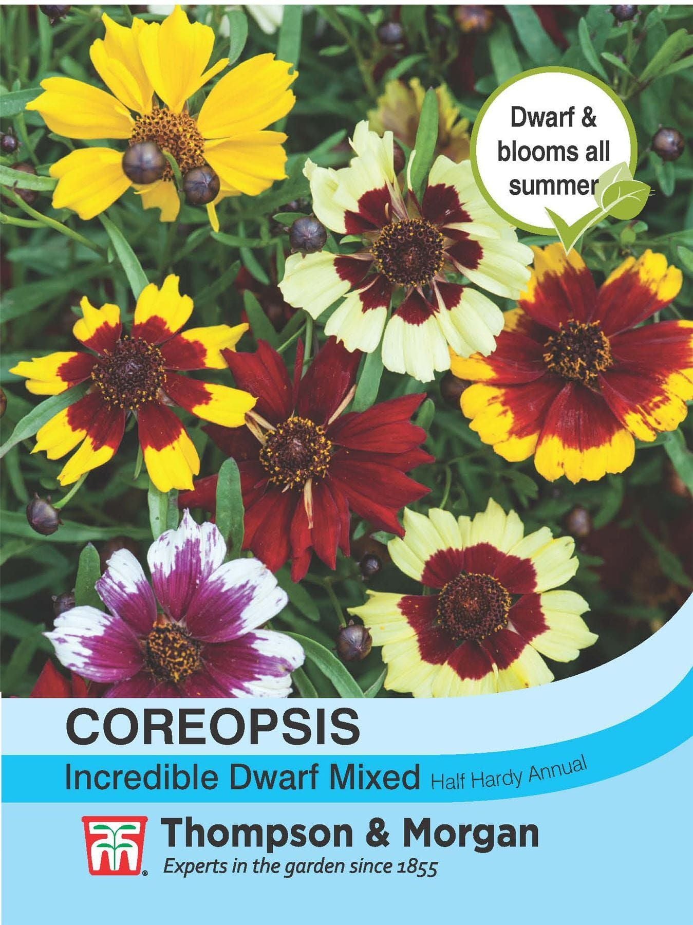 Thompson & Morgan - Flower - Coreopsis - Incredible Dwarf Mixed - 100 Seeds
