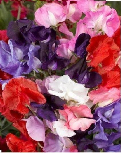 Sweet Pea Royal Family Mix Seeds