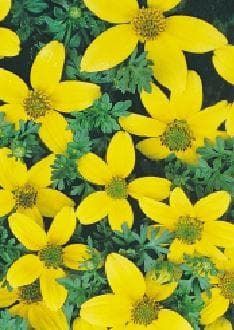 Bidens Golden Eye Seeds