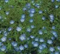 Nemophila insignis Seeds
