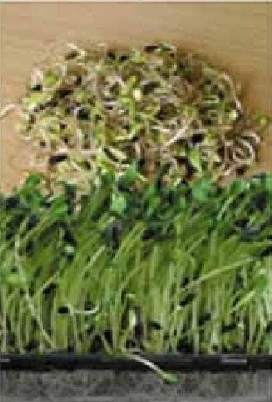 Mr Fothergills Sprouting Seed Sunflower Black Seeded 20g Seeds