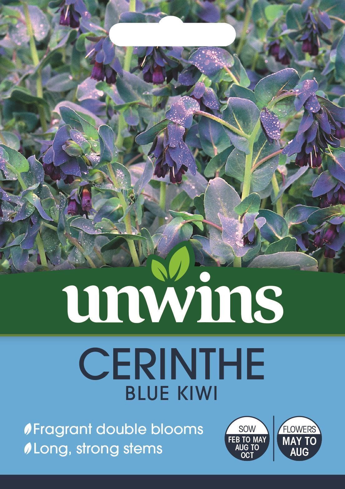 Unwins Cerinthe Blue Kiwi 20 Seeds