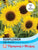 Thompson & Morgan Sunflower Little Dorrit F1 Hybrid 20 Seed