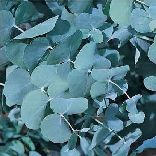 Eucalyptus Silver Plate Seeds