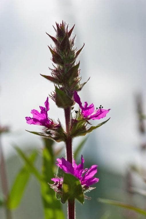Wild Flower Purple Loosestrife - Lythrum Salicaria Seeds