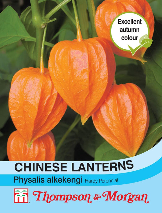 Thompson & Morgan Chinese Lanterns Seed
