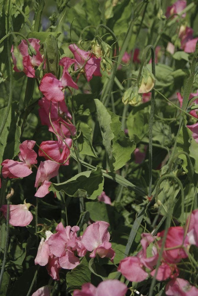 Sweet Pea Spencer Mrs Bolton Seeds