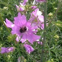 Wild Flower Musk Mallow - Malva Moschata Seeds