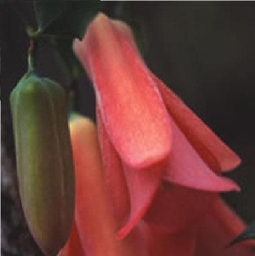 Lapageria Rosea Chilian Bell Flower Seeds