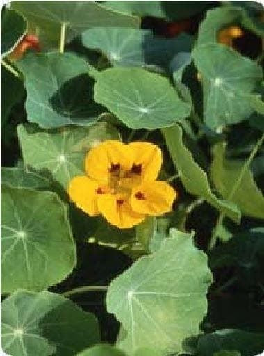 Nasturtium luteus Seeds