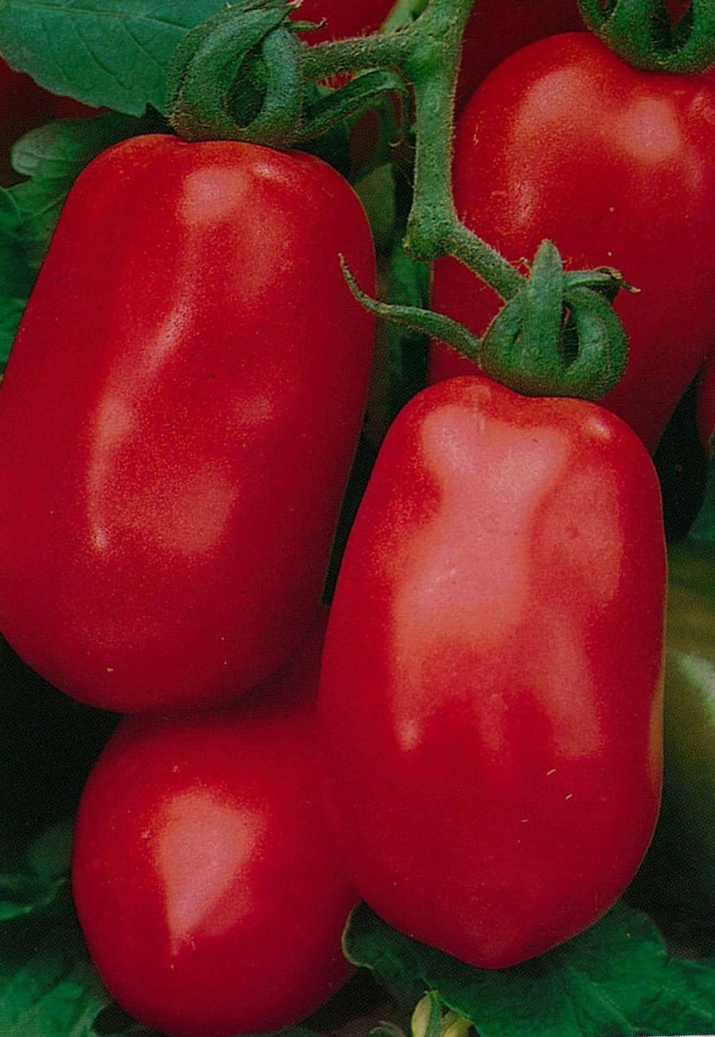 Tomato Roma Seeds - Plum type