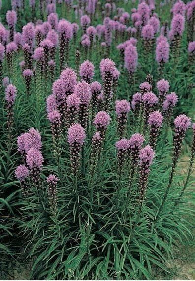 Liatris Spicata Floristan Violet Seeds