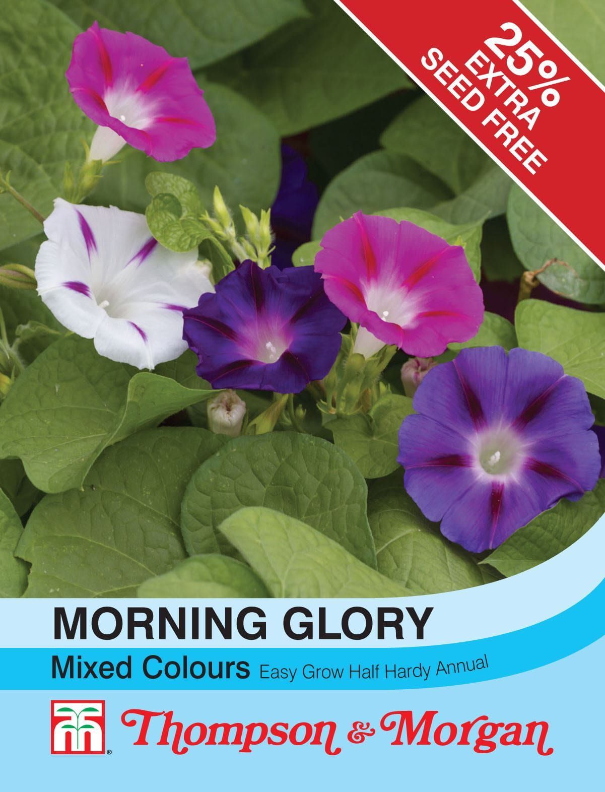 Thompson & Morgan Morning Glory Mixed Colours 35 Seed