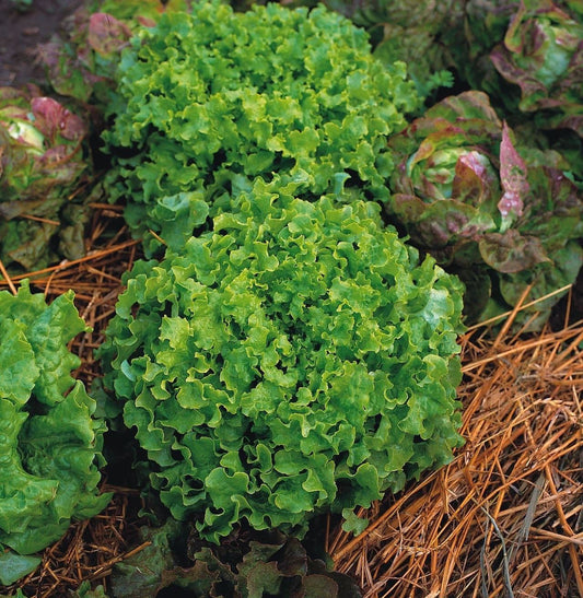 Organic Lettuce Salad Bowl Seeds