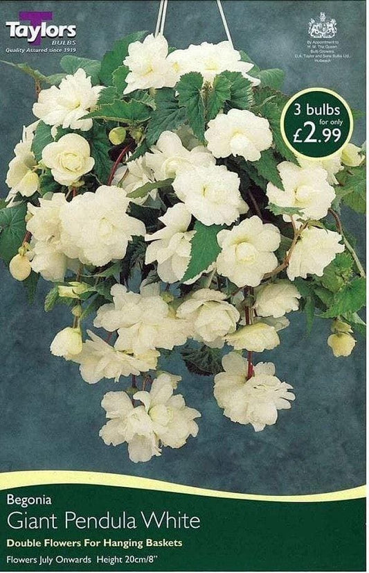 Taylors Begonia - Pendula White Giant Flowering - 3 Tubers - Hanging Basket