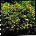 Wild Flower St John's Wort - Hypericum perforatum Seeds