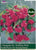 Taylors Begonia - Pendula Pink Giant Flowering - 3 Tubers - Hanging Basket