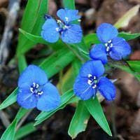 Commelina Dianthifolia Electric Blue Seeds