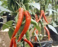 Exhibition Vegetable Robinsons Chili / Chilli Pepper Piros F1 Hybrid 15 Seed