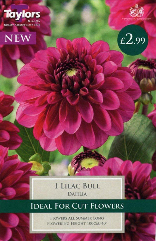 Taylors Flower - Dahlia - Decorative - Lilac Bull - 1 Tuber