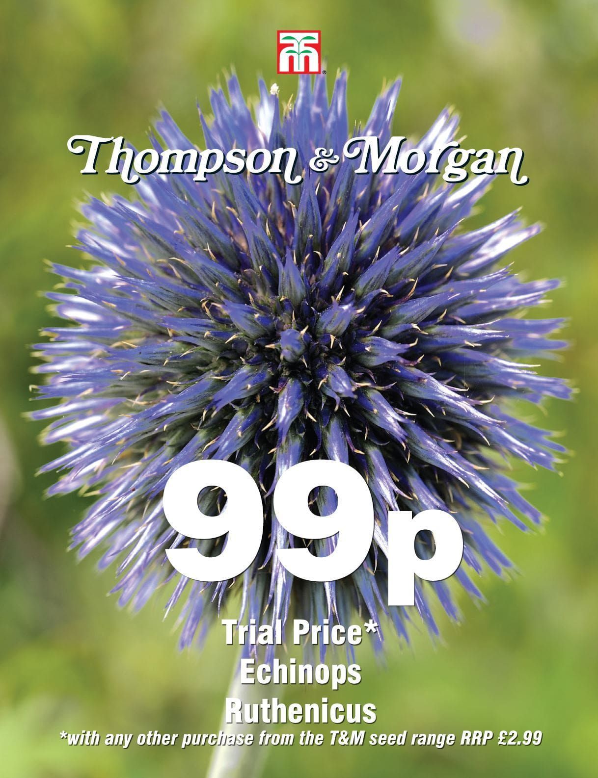 Thompson & Morgan - 99p Flower - Echinops - Ruthenicus - 15 Seeds