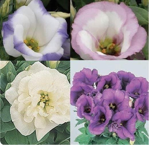 A collage of different coloured blooms of lisianthus sapphire mixed