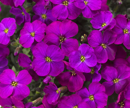 Aubrieta Katie F1 Hybrid - Purple Seeds