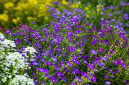 Aubrieta Katie F1 Hybrid - Blue Seeds