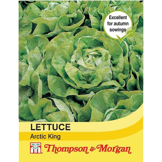 Thompson & Morgan Lettuce Arctic King 500 Seed