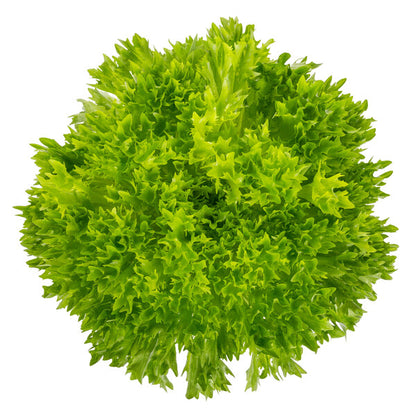 Lettuce Multi leaf Butterhead Salanova Aquino RZ Seeds