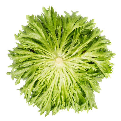 Lettuce Multi leaf Butterhead Salanova Aquino RZ Seeds