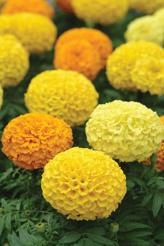 Marigold Riki Marigold Seeds – Easy to Grow, Vibrant Summer Flowers – JustSeed