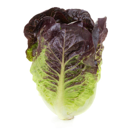 Lettuce Red Gem Alaine RZ (41-454) Seeds