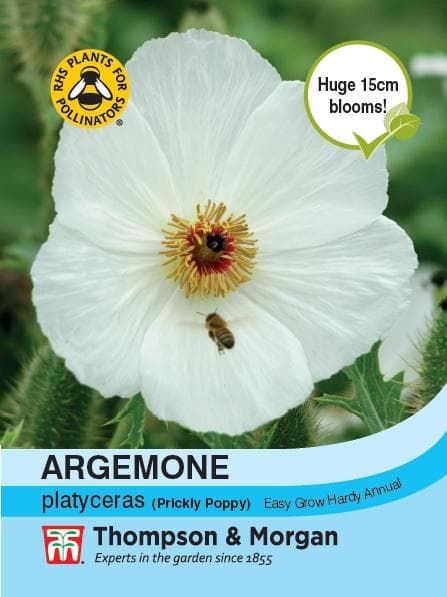 Thompson & Morgan Argemone platyceras 100 seed