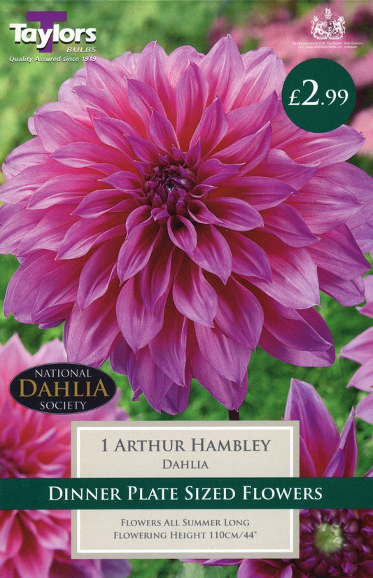 Taylors Flower - Dahlia - Dinner Plate - Arthur Hambley - 1 Tuber