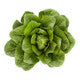 Lettuce Open Heart Cos Auvona RZ Seeds