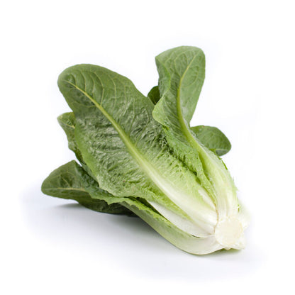 Lettuce Open Heart Cos Auvona RZ Seeds