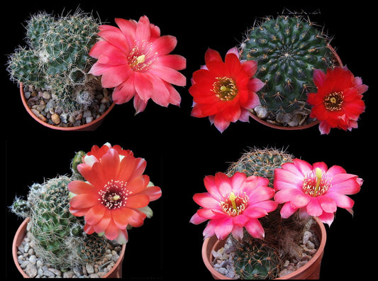 Cactus - Aylostera atrovirens - Mixed varieties Seeds