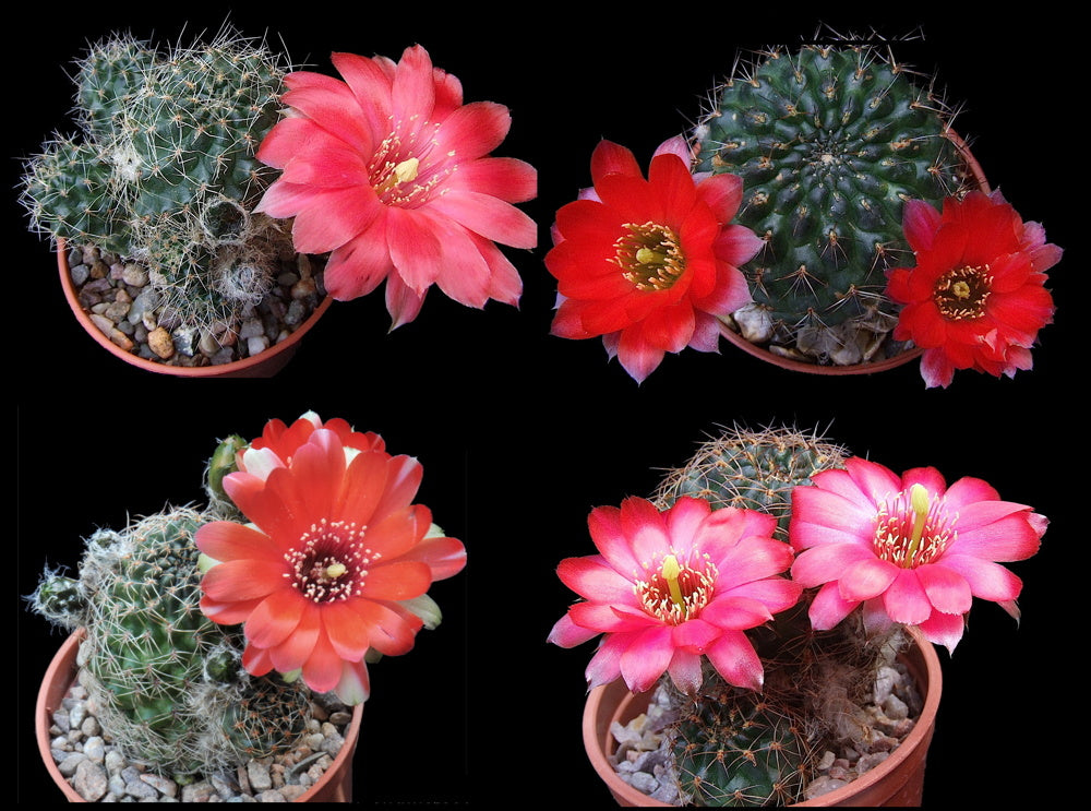 Cactus - Aylostera Mixed Species Seeds