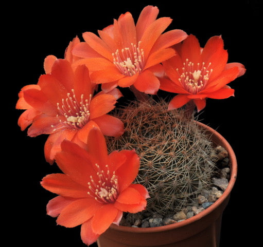 Cactus - Aylostera brunescens Seeds