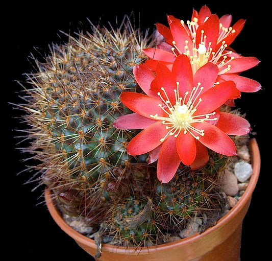 Cactus - Aylostera fulviseta Seeds