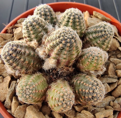 Cactus - Aylostera haagei Seeds
